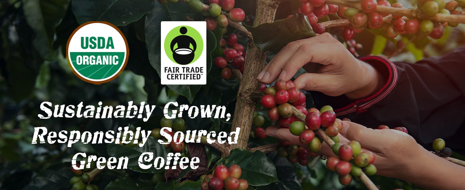 Sustainably Grown Responsibly Sourced Green Coffee by Small Craft Island Coffee, Topsail Island, NC